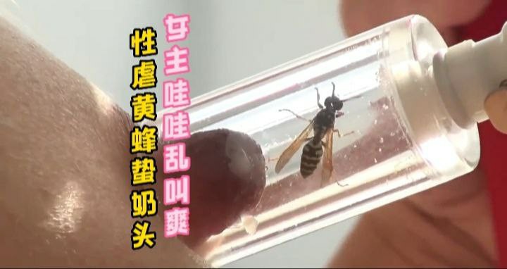 性虐黄蜂蜇奶头 女主哇哇乱叫 痛并快乐着