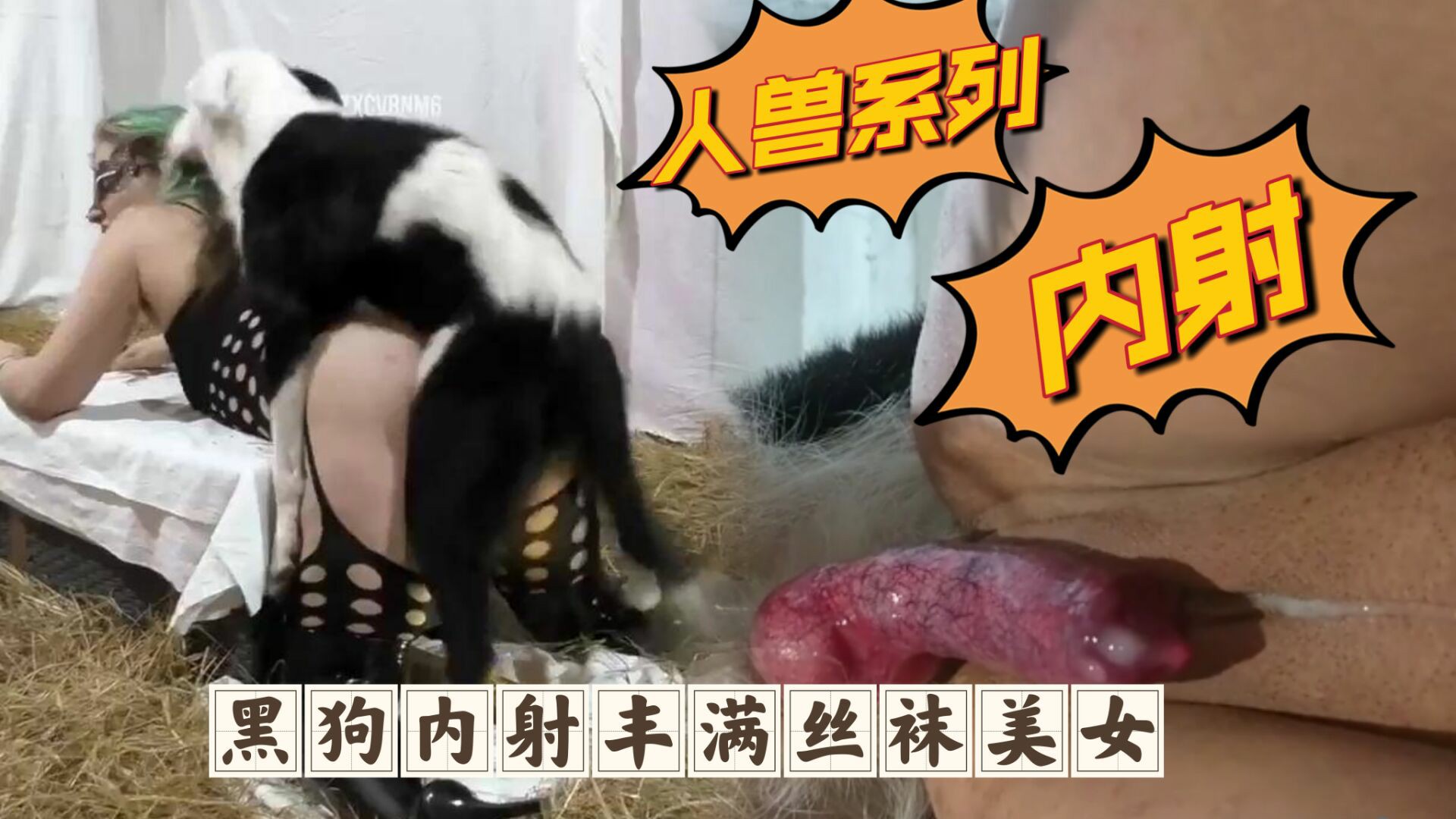 【人与兽系列】黑狗内射丰满丝袜美女-变态