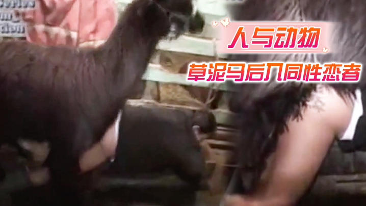 【人与动物】草泥马后入同性恋者，就喜欢和动物乱搞-变态